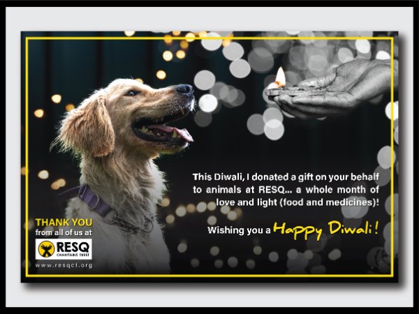 Resq Charitable Trust Animal Rescue Pune