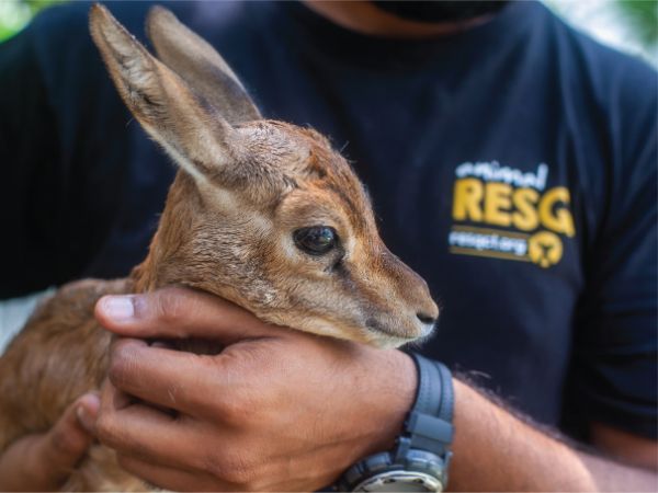 RESQ Charitable Trust Animal Rescue Pune resq-charitable-trust-animal-rescue-pune