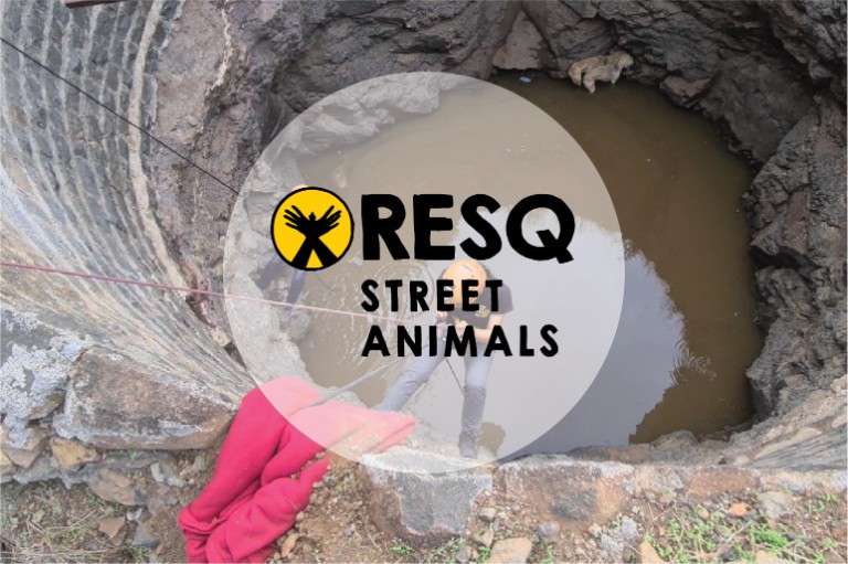 RESQ Street Animals