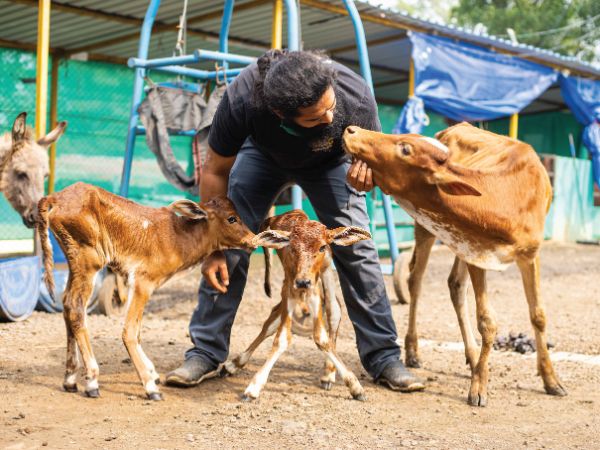Support the Treatment of a RESQ Animal - RESQ Charitable Trust