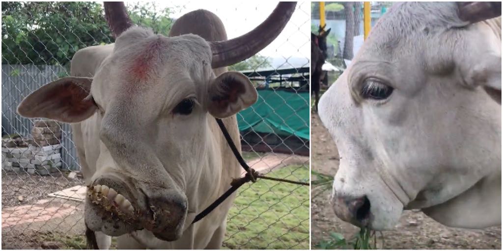 Meet Veera the rescued cow!