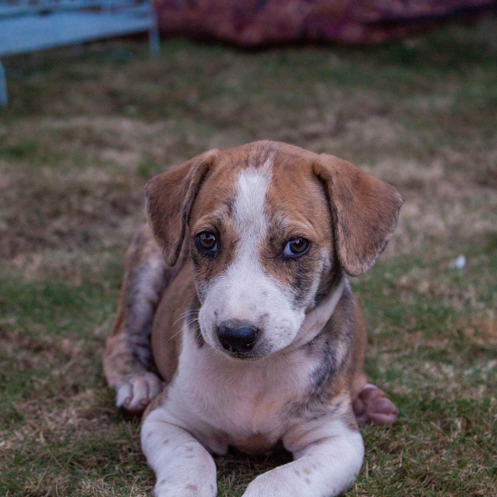 Does your pet suffer from anxiety? Here are some symptoms to help you understand your pet's mental health better