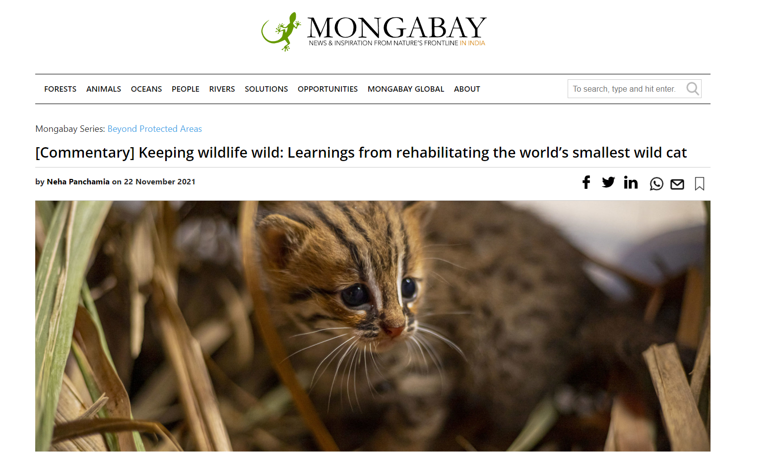 Keeping wildlife wild: Learning's from rehabilitating the world's smallest  wild cat - RESQ Charitable Trust