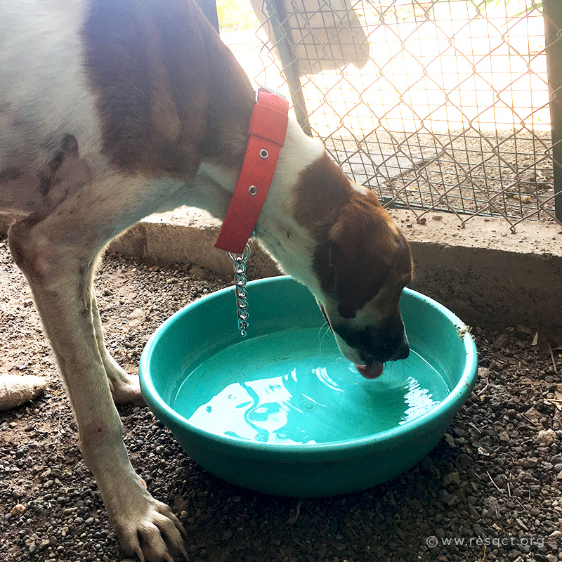 Beat the Heat: How to Help Street Animals Survive the Summer - RESQ  Charitable Trust