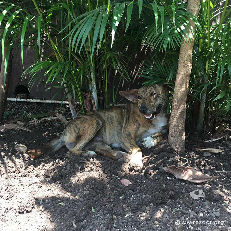 Beat the Heat: How to Help Street Animals Survive the Summer - RESQ Charitable Trust Beat the Heat: How to Help Street Animals Survive the Summer - RESQ Charitable Trust