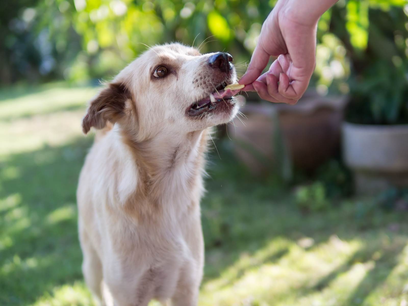 RESQ Charitable Trust - Your Guide to Feeding Stray Animals... Responsibly!