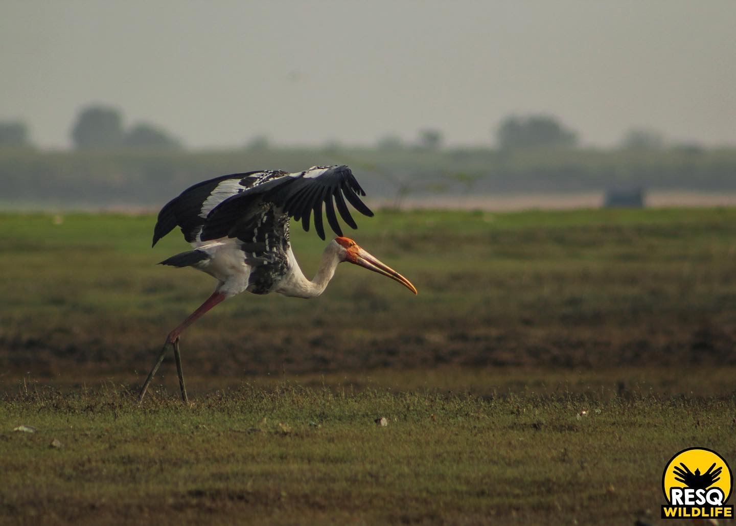 An adult Painted Stork about to take off on the outskirts of Indapur