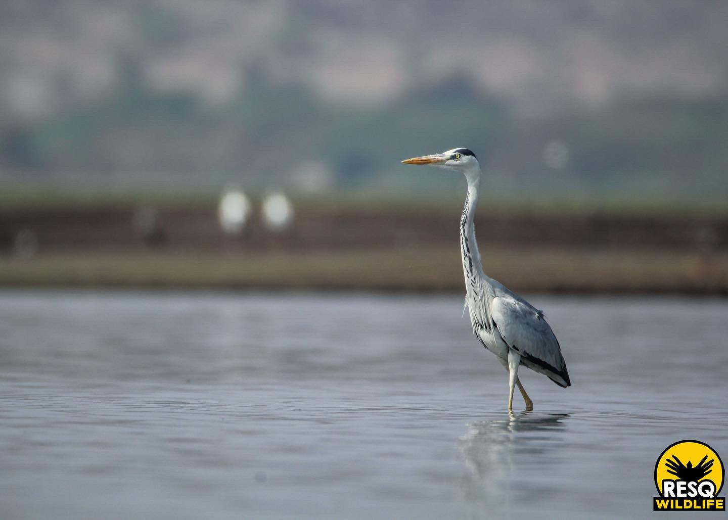 A Grey Heron foraging in the backwaters of Ujani Dam