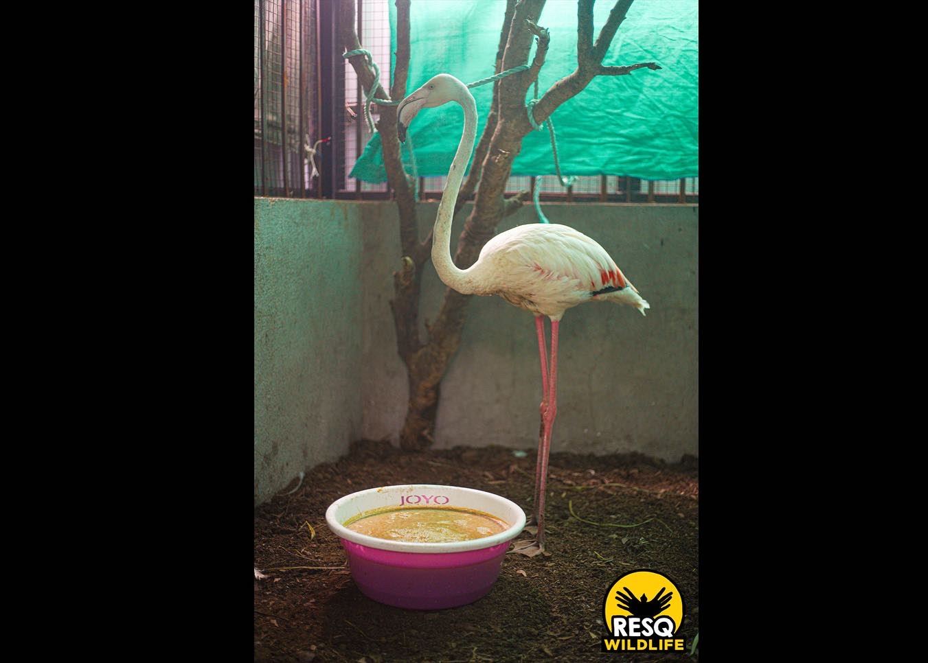 A Greater Flamingo under rehabilitation at RESQ TTC