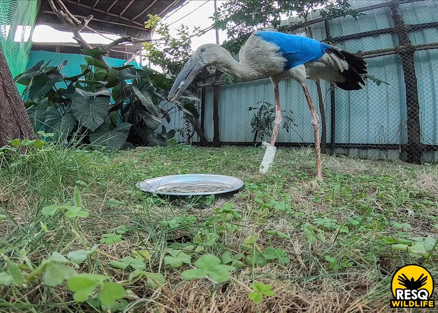 An Openbill Stork with a fractured left wing being rehabilitated at RESQ TTC