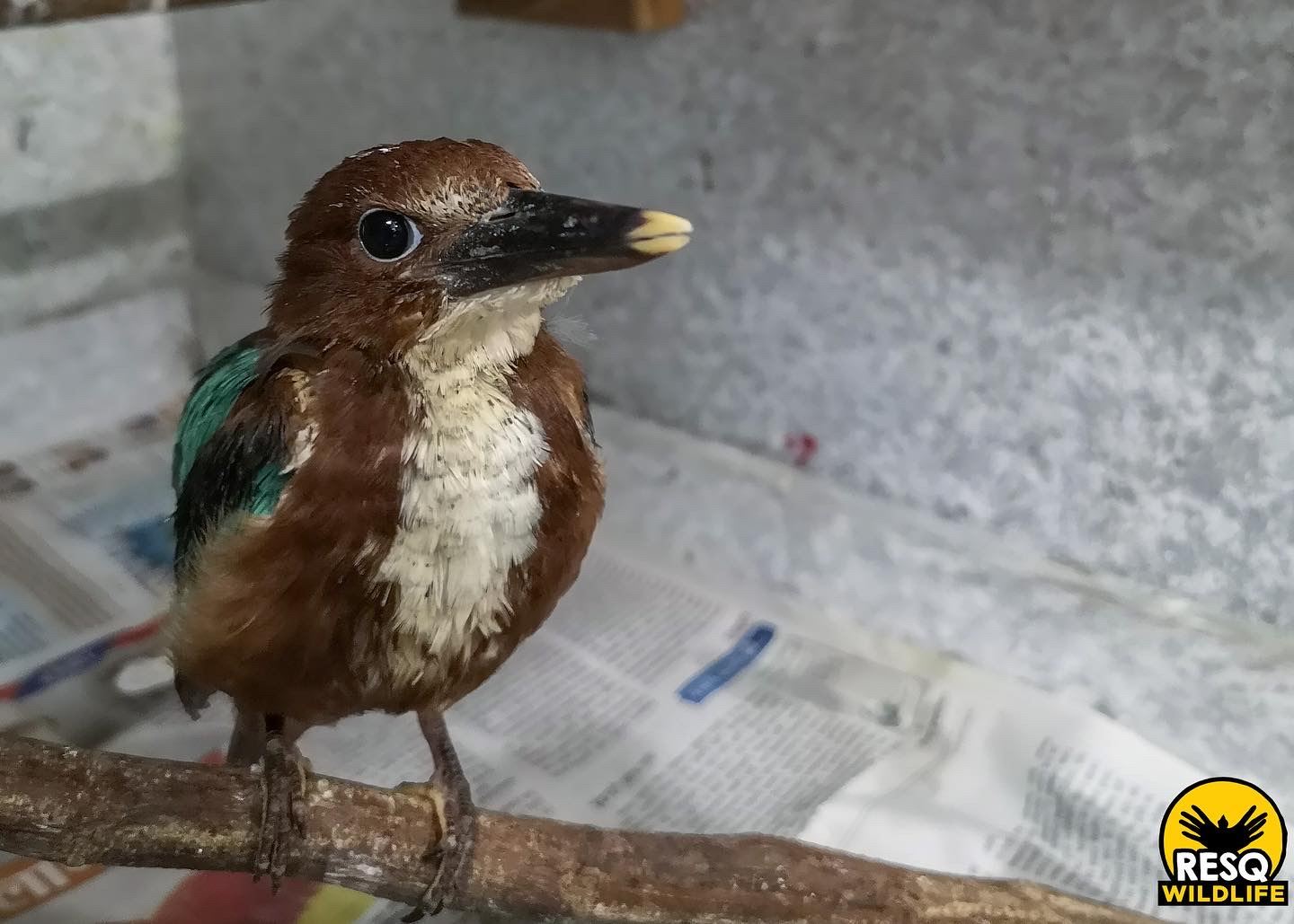 White-throated Kingfisher fledging under under going the RESQ Oprhan Rehab program. This was the first time the bird perched which is always an encouraging sign.