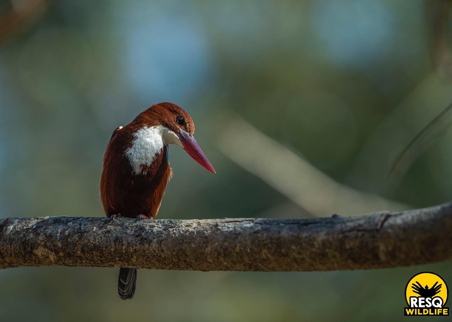 The White-throated Kingfisher is one of the most common wetland birds due to amazing variety in their diets.