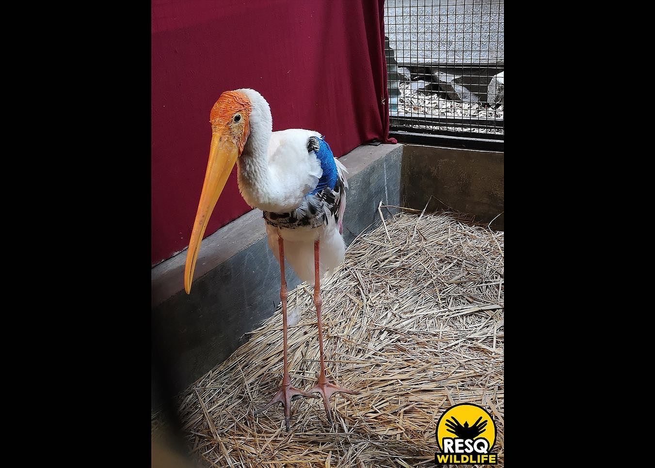 An adult Painted Stork with both its wings damaged due to Nylon Mania under rehabilitation at RESQ TTC