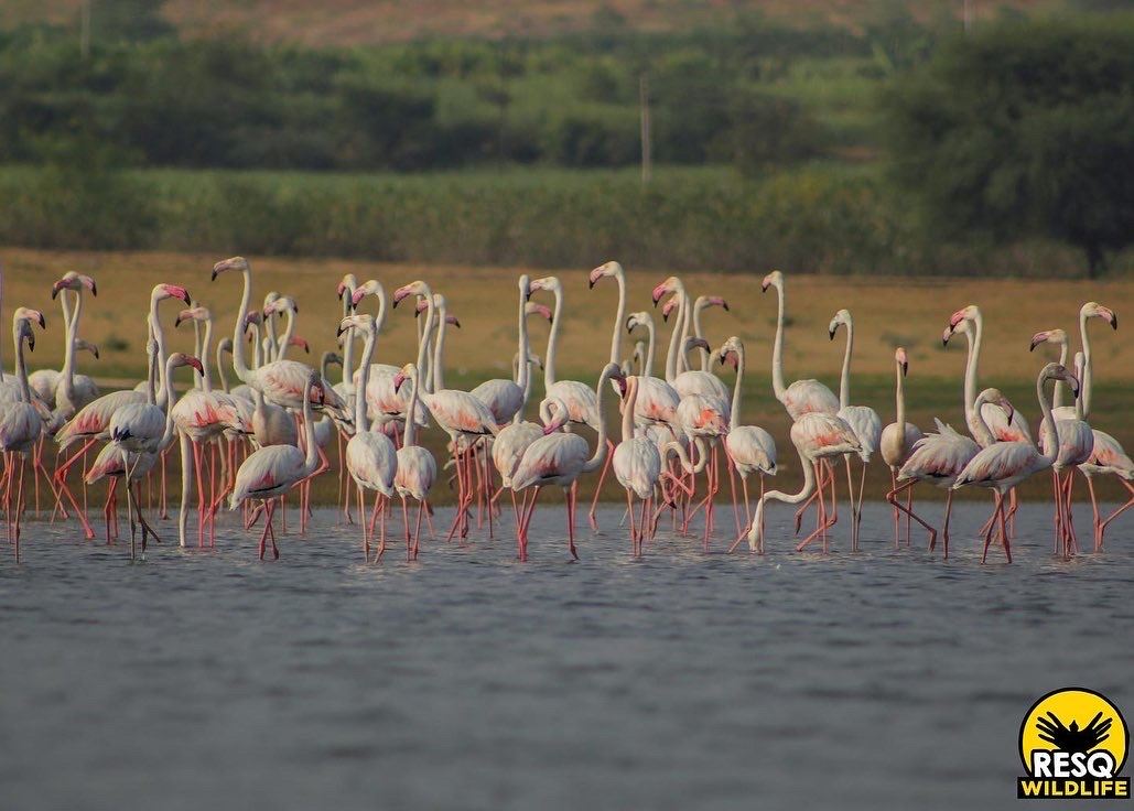 Greater Flamingos at Bhigwan are always the star attraction for birders around the state.