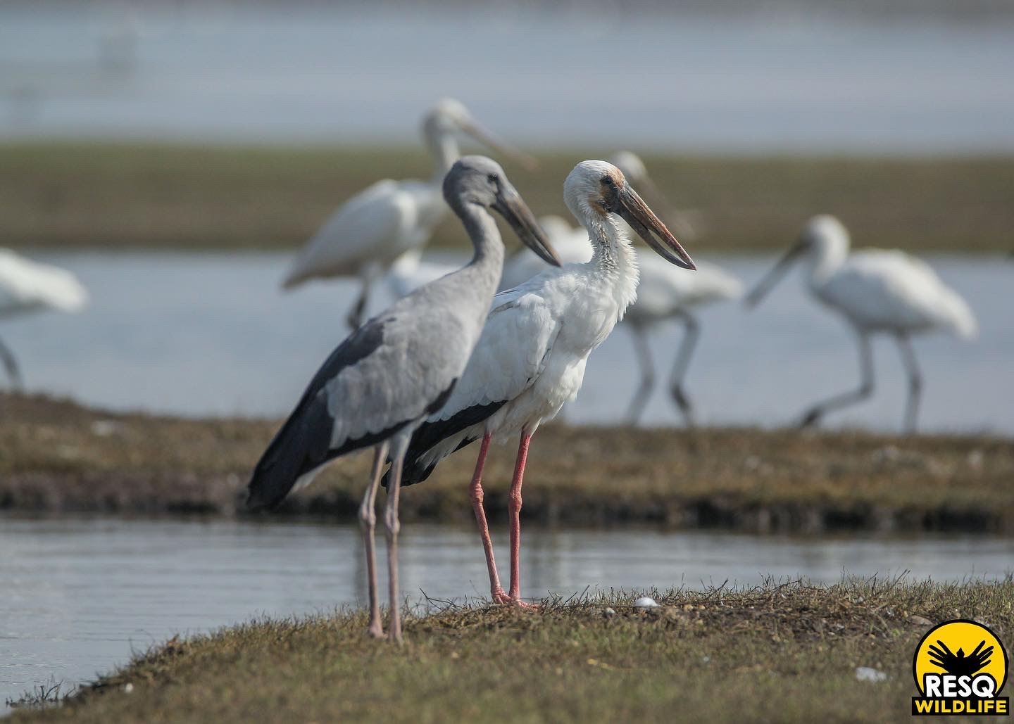 Openbill Storks display a white breeding plumage with red legs as opposed to the greyish coat seen in non-breeding individuals.