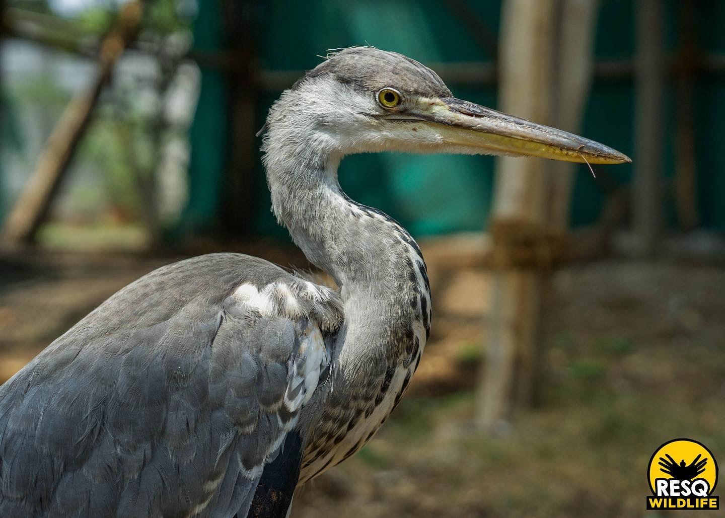 A juvenile Grey Heron under rehabilitation at RESQ TTC