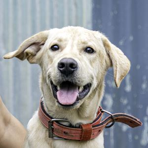 Caspers Perfect Fit - Nevada Humane Society | With 